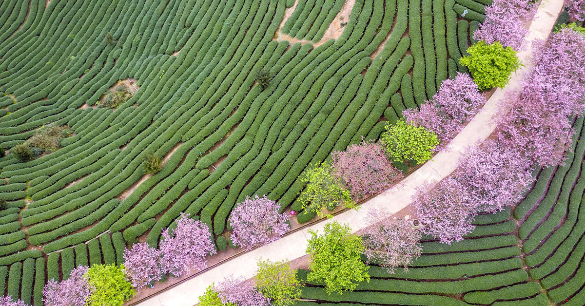 Aerial view image of a road meandering through a rich green hedged forest lined by violet and green shrubs.