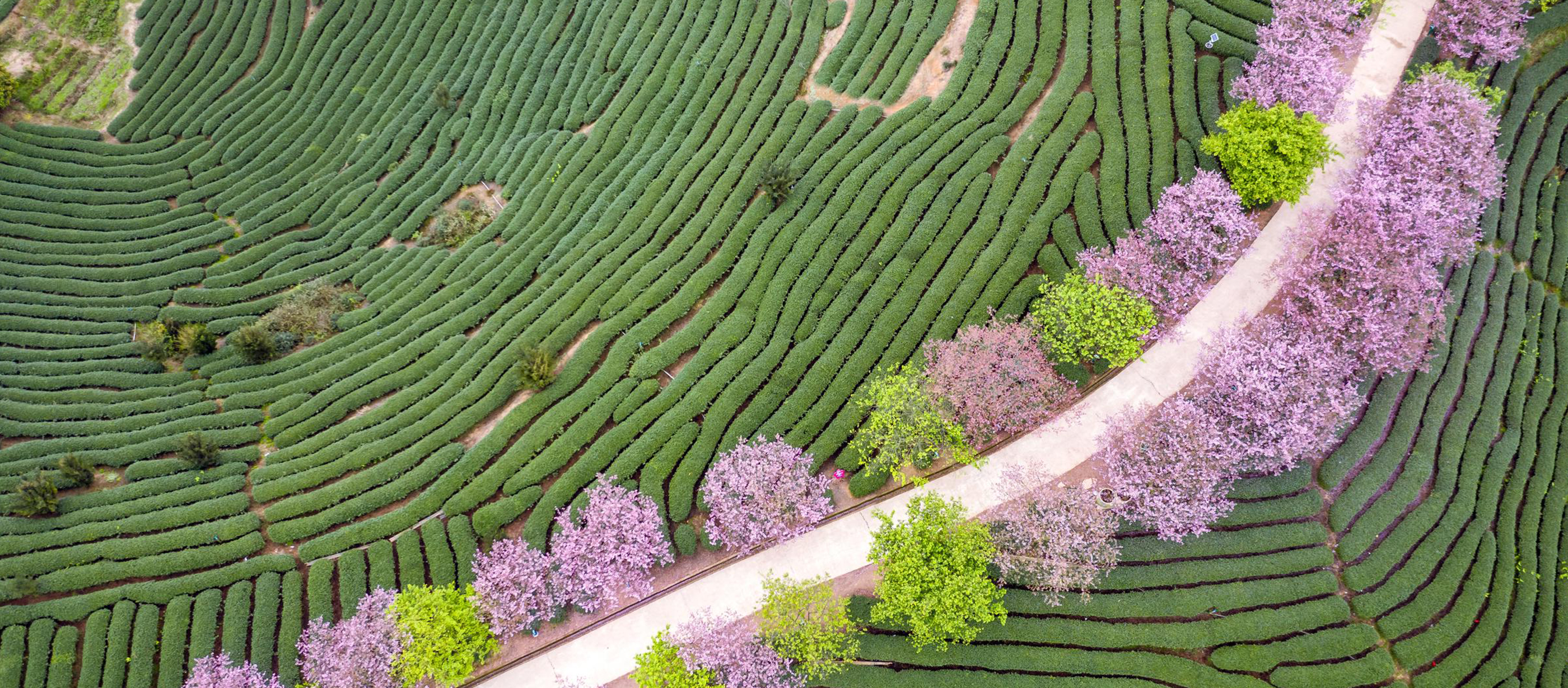 Aerial view image of a road meandering through a rich green hedged forest lined by violet and green shrubs.