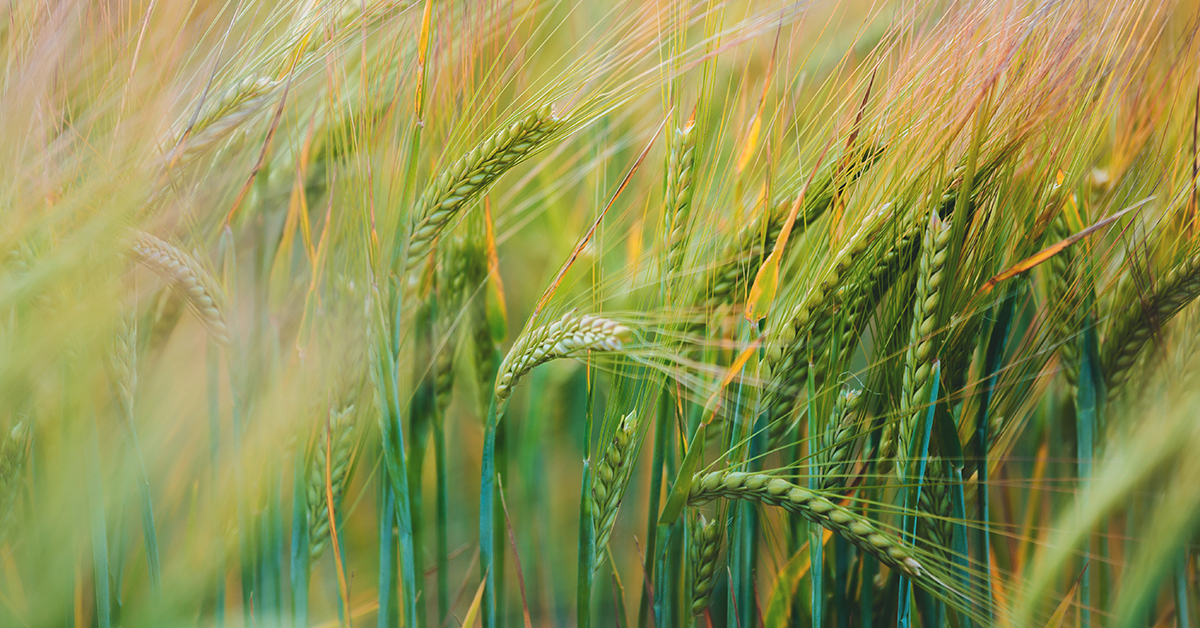 L’économie agricole américaine en 2022