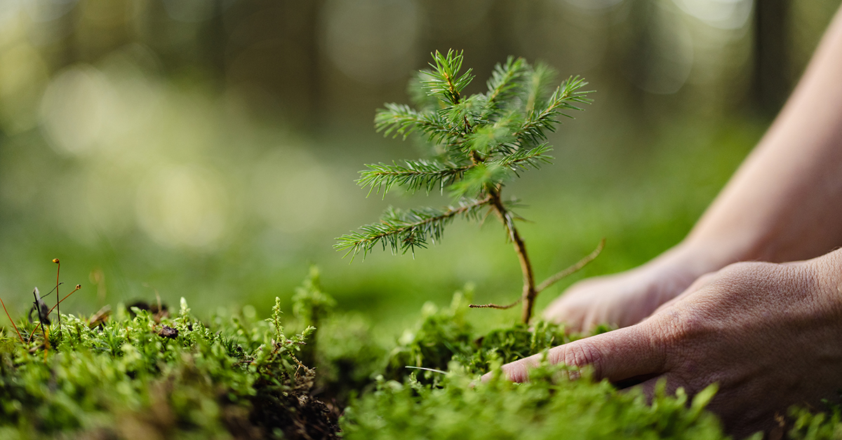 planting a tree