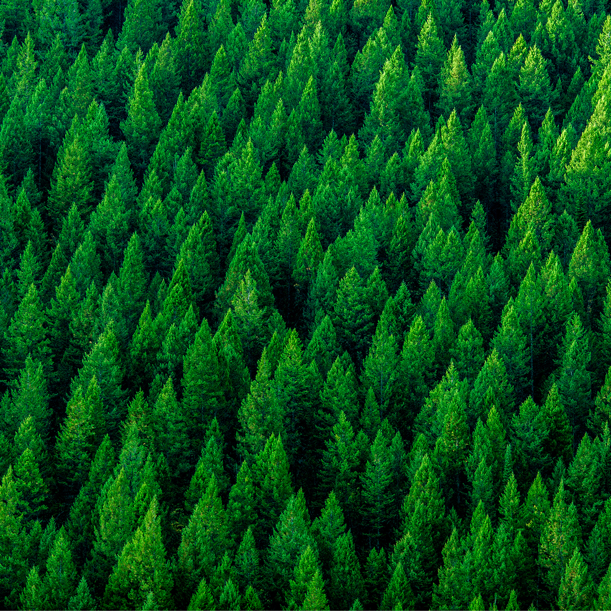 This abstract pattern showcases the rich texture of plant leaves, setting a refreshing green, nature-inspired background.