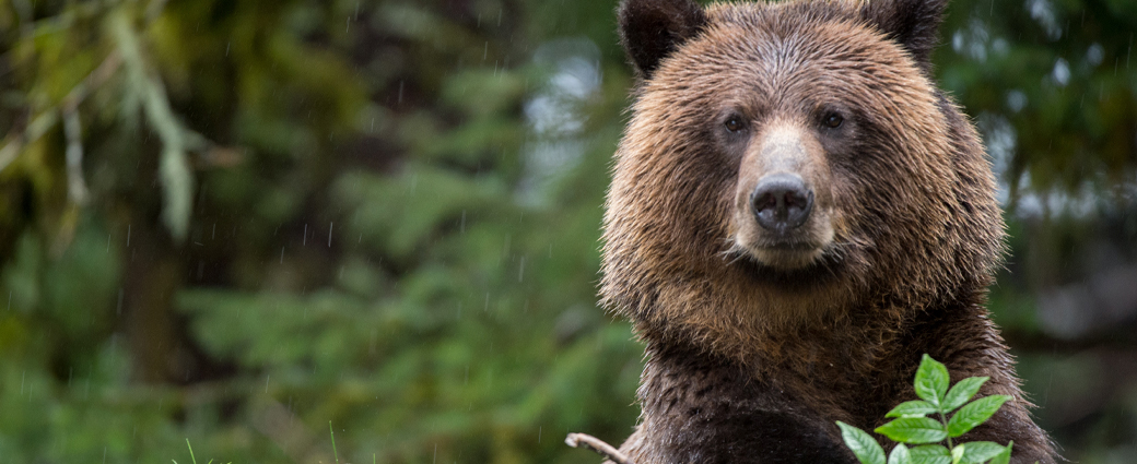 Two types of market downturns: big bears and baby bears