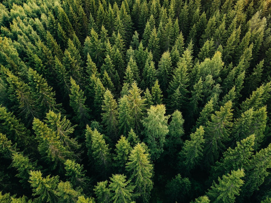 Immerse yourself in the serene beauty of nature with this lush, green forest background featuring pine trees and leaves.