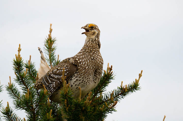 A female hawk, a magnificent example of wild avian wildlife, showcases her feathered beauty in nature, her beak hinting at the strength of this pheasant-like bird.