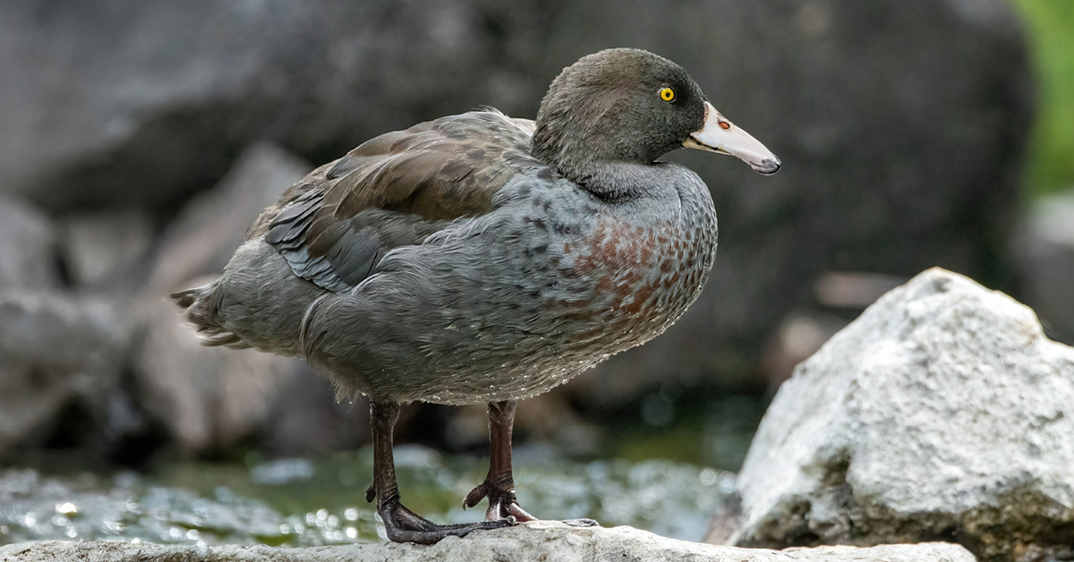 Un goéland, avec son bec distinct et ses plumes, incarne l'essence de la faune sauvage en survolant la mer.