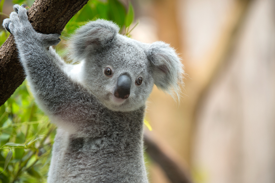 This Australian wildlife photograph features a koala, a native marsupial mammal, nestled among the branches of a tree.