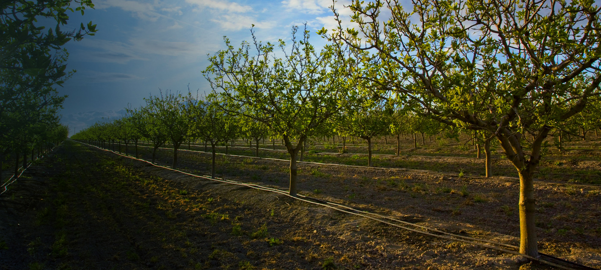 A serene landscape transitions between seasons, showcasing lush green grass, vibrant trees, and the beauty of nature.