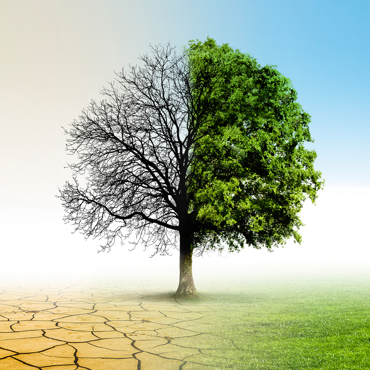 Photo d'un arbre avec de la terre et de l'herbe.