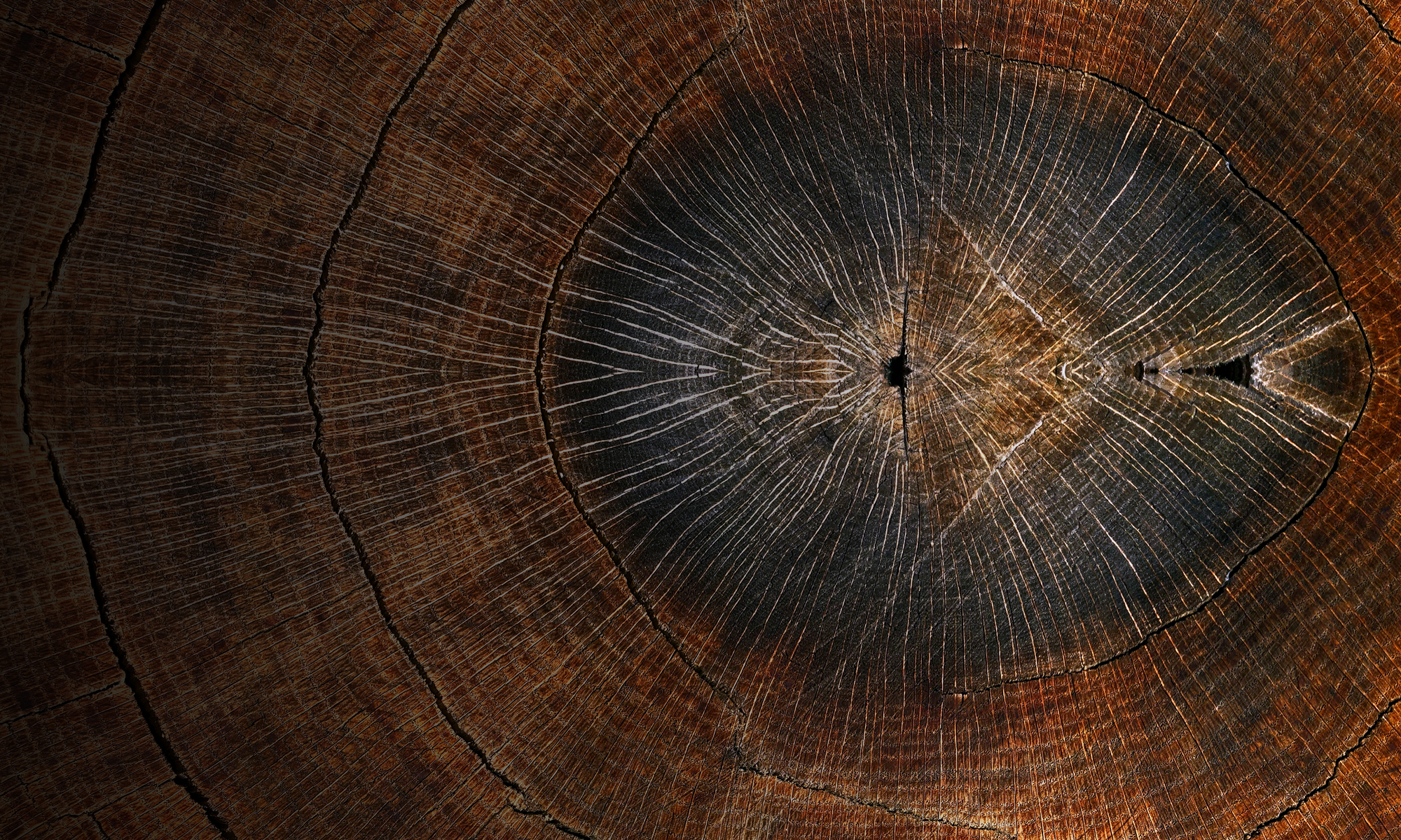 This image showcases the natural texture of an old, brown tree trunk, neatly cut to reveal circular wood patterns.