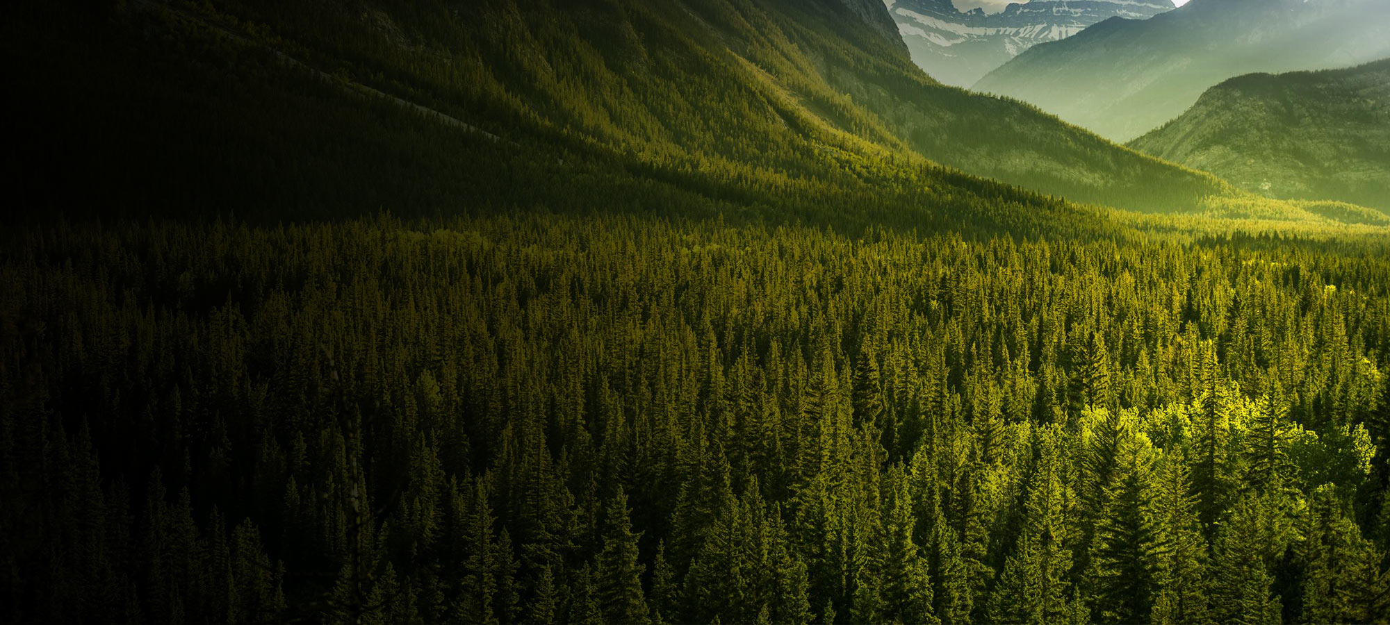 View of a valley full of trees under the mountain top.