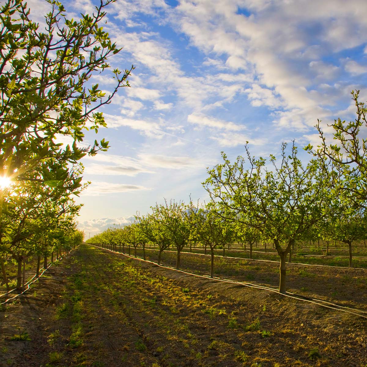 A vibrant summer landscape unfolds with a road meandering through a lush green forest under a clear blue sky.