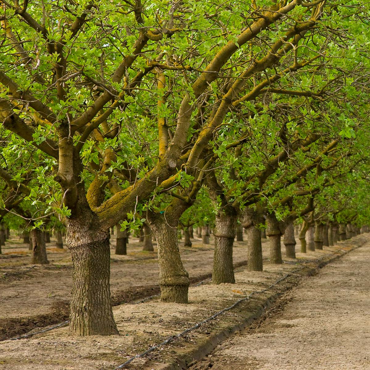 Experience the refreshing summer landscape with lush green trees and leaves in our outdoor park, a true gift of nature.