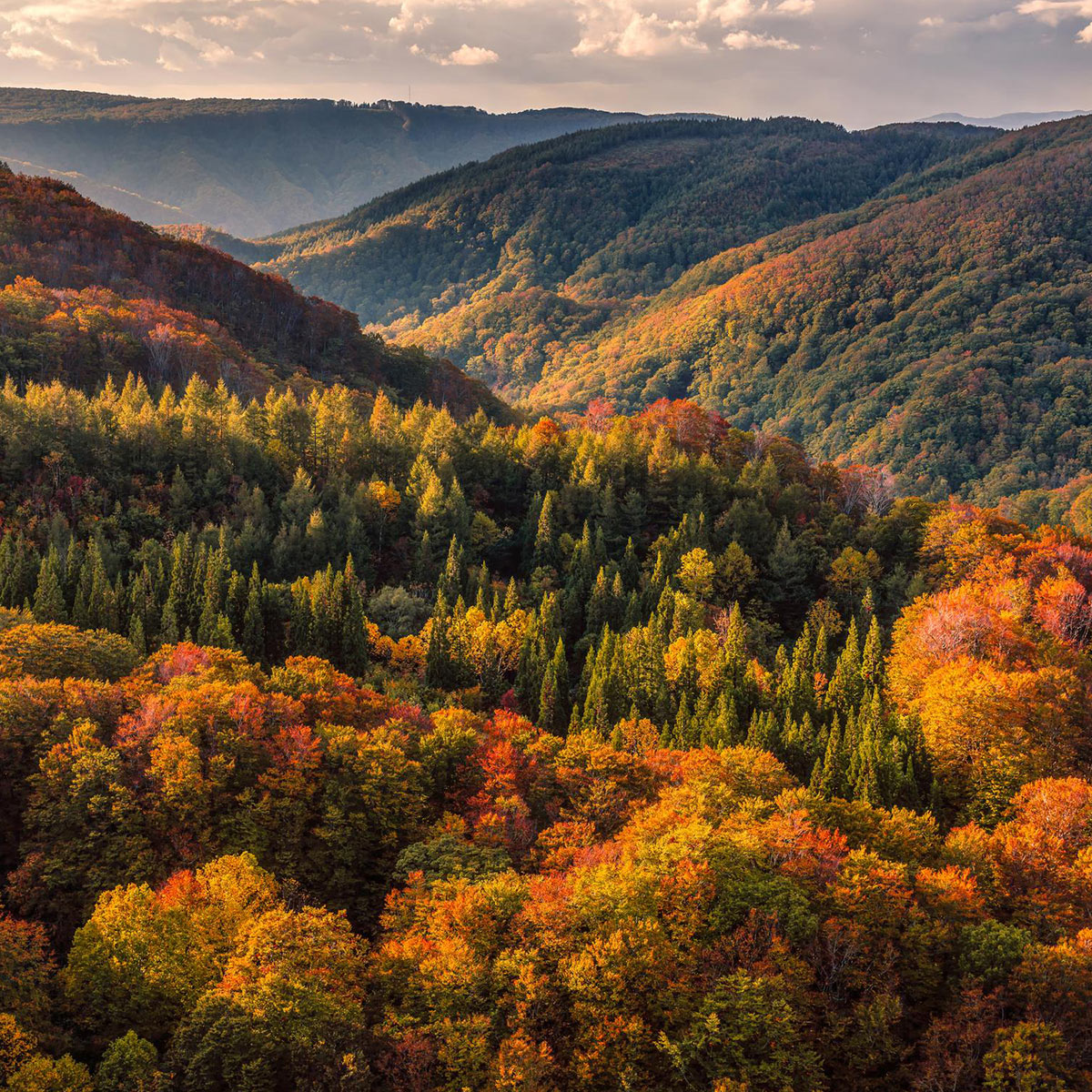 A tranquil autumn scene showcases golden trees, a dense forest, and towering mountains beneath a crisp, clear sky.