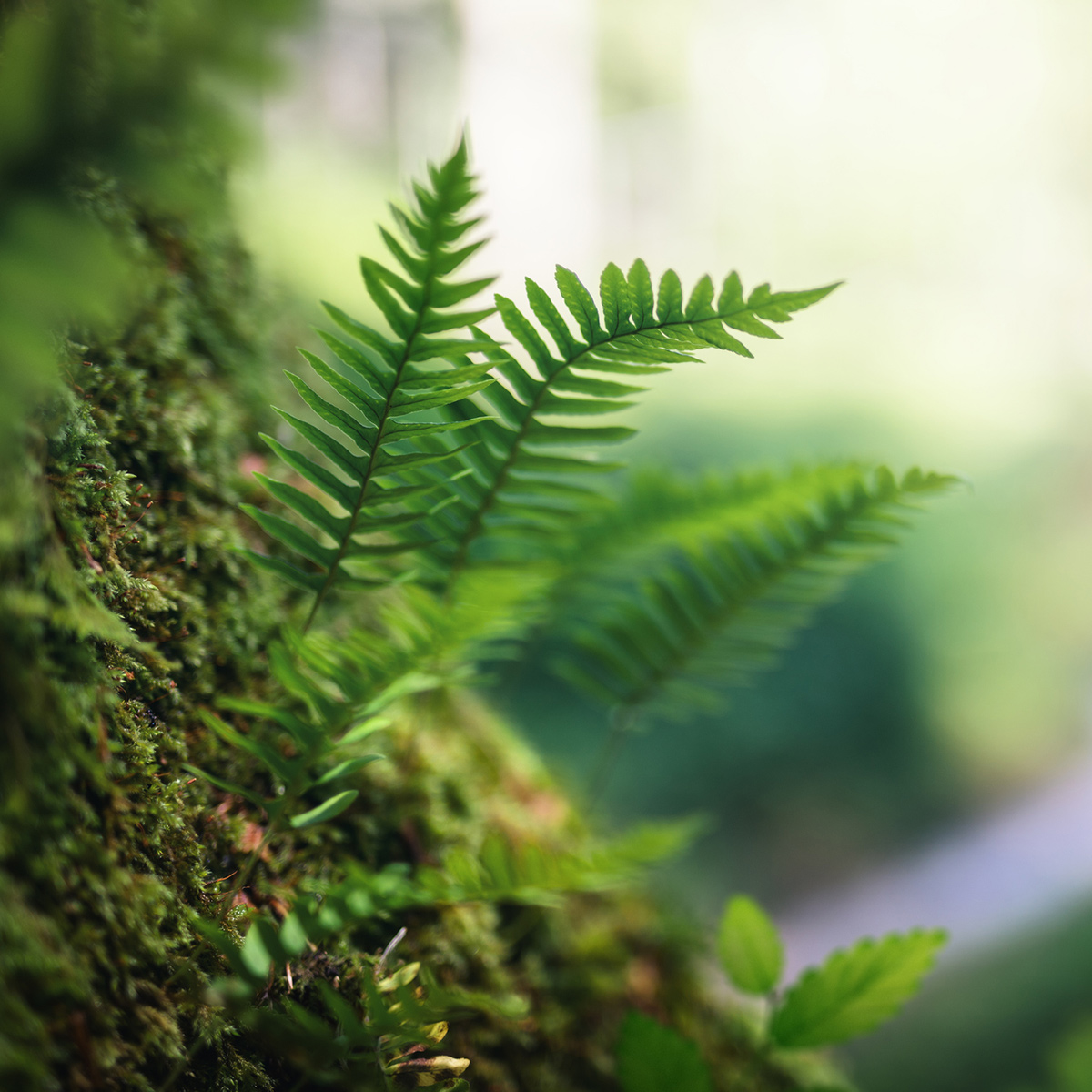 A dense, green forest with thriving ferns, leafy trees, and rich foliage offers a tranquil and refreshing summer setting.