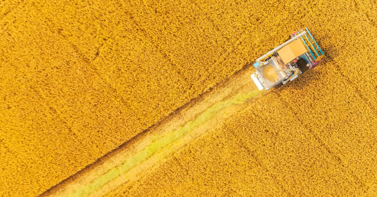 Aerial overhead view of farmland during harvest shows hay bales and a combine working across crop fields.