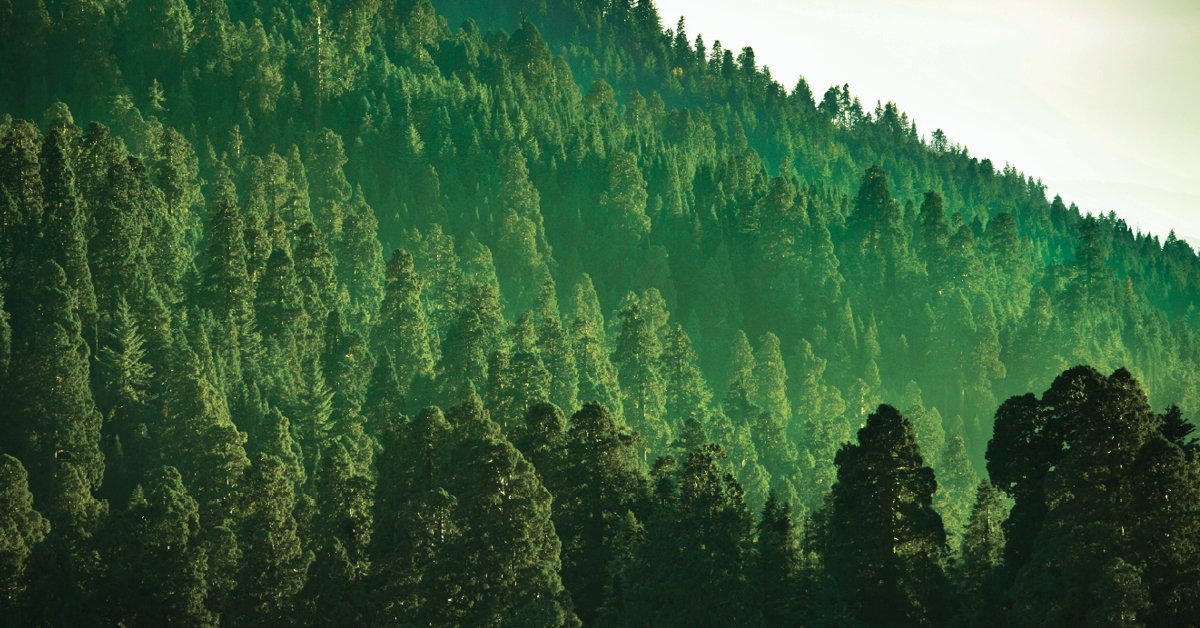 Hazy hill station scenery with pristine fir forests and native plants, presented in refined landscape photography.