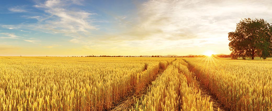 Placements dans des terres agricoles : les effets de la guerre commerciale entre les États-Unis et la Chine