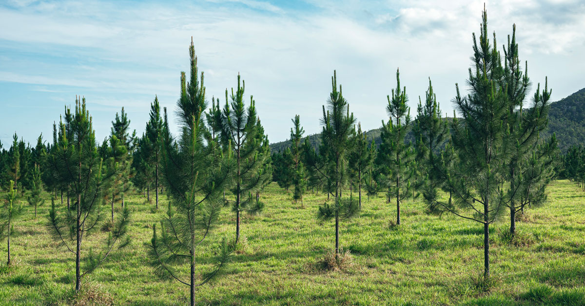 pine trees in a field