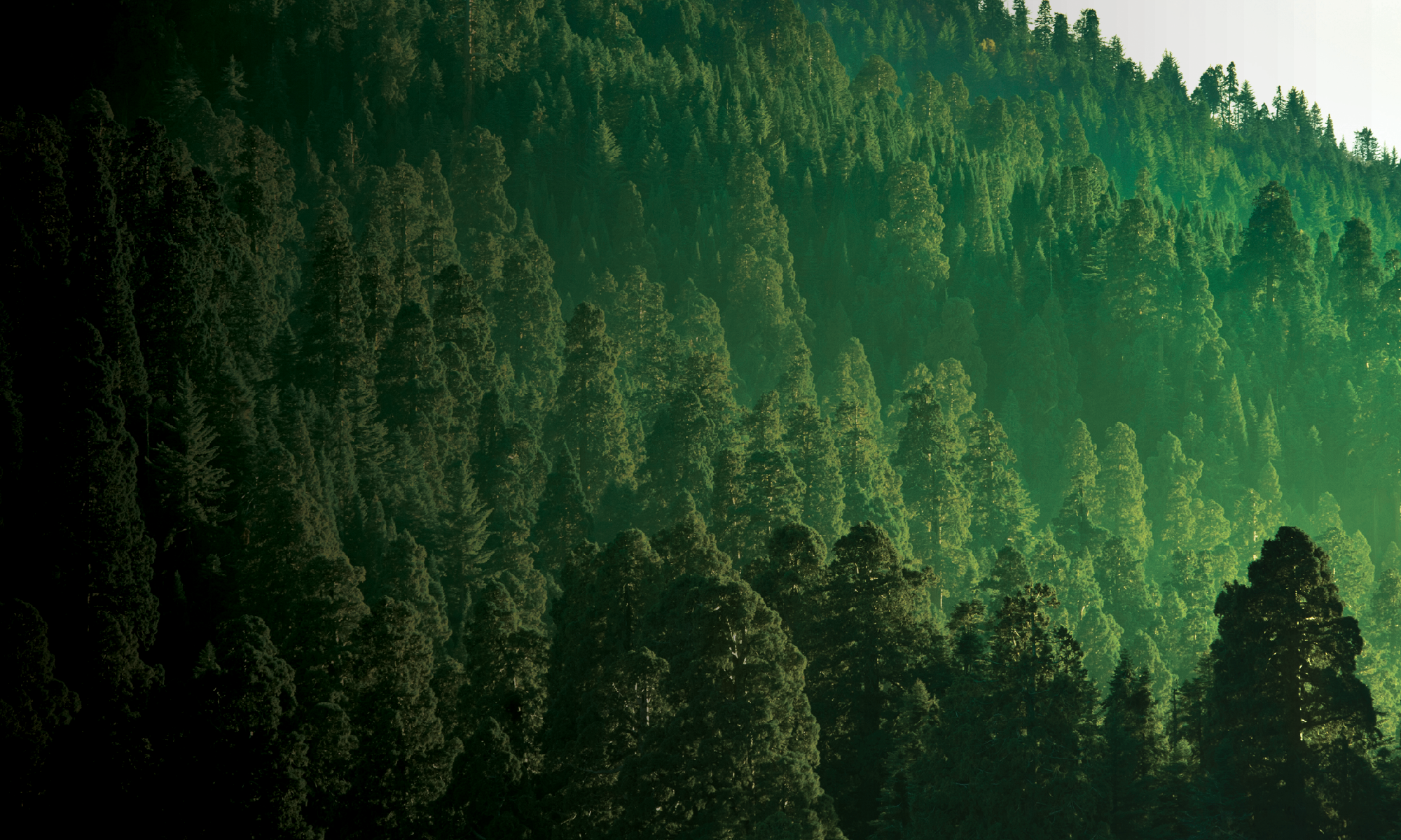 View of the treetops and mountain skyline
