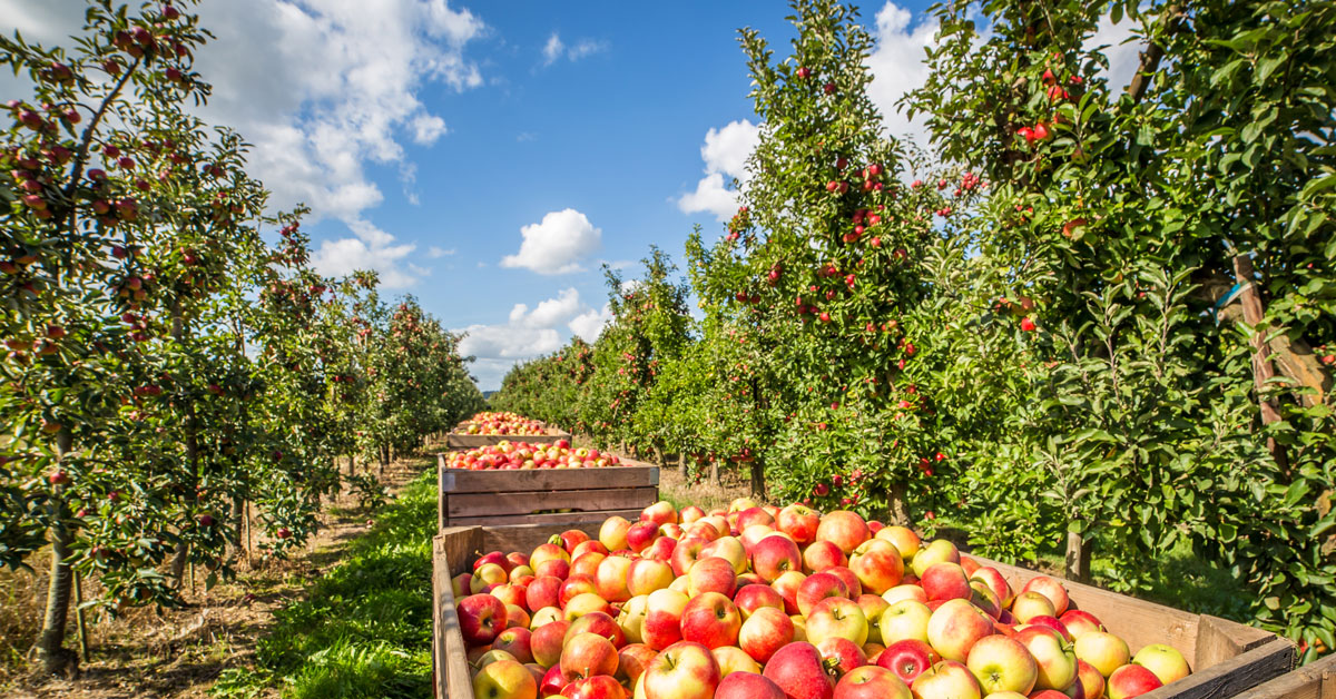 Rendement des placements dans les terres agricoles aux États-Unis : encore des gains en 2022