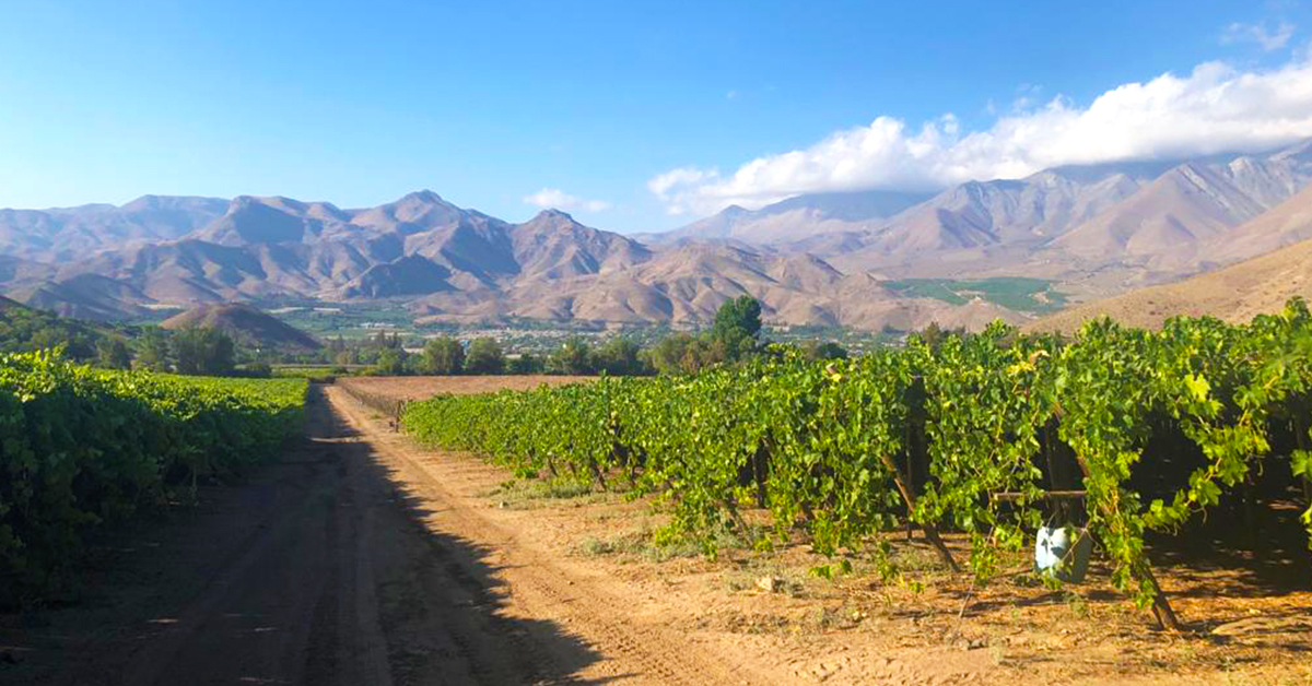 Growing agricultural investment opportunities in Chile