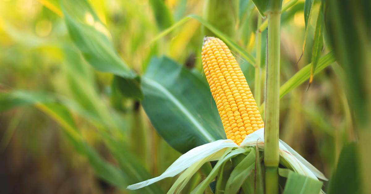 Rising agriculture prices are prompting farmers to plant more row crops