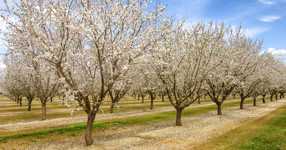 How California's crop acreage shifts result in reduced water use while adding value