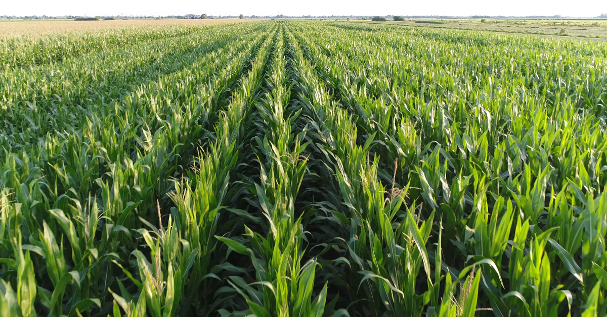 L’économie agricole américaine en 2021