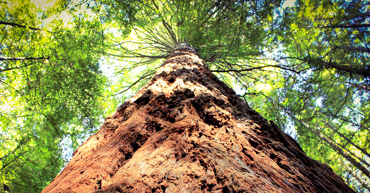 Les investissements dans des terrains forestiers exploitables axés sur le carbone devraient connaître une croissance importante