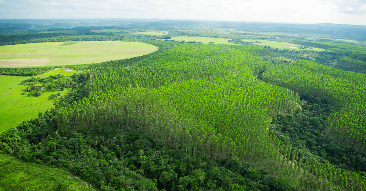 field with trees