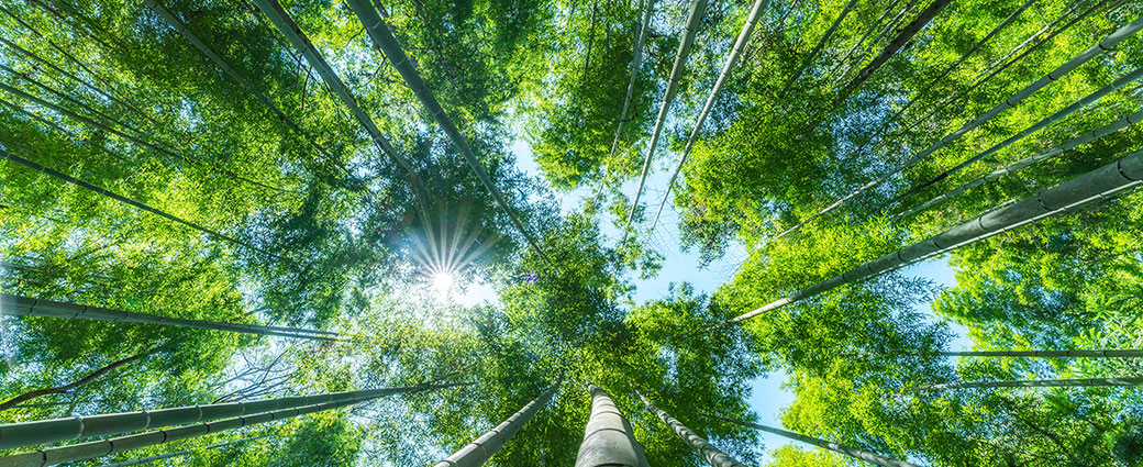 Image taken from the ground point of view, looking up at a forest of tall, green trees 