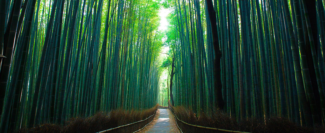 Image from the ground point of view, looking forwards at a dense, green forest of tall trees