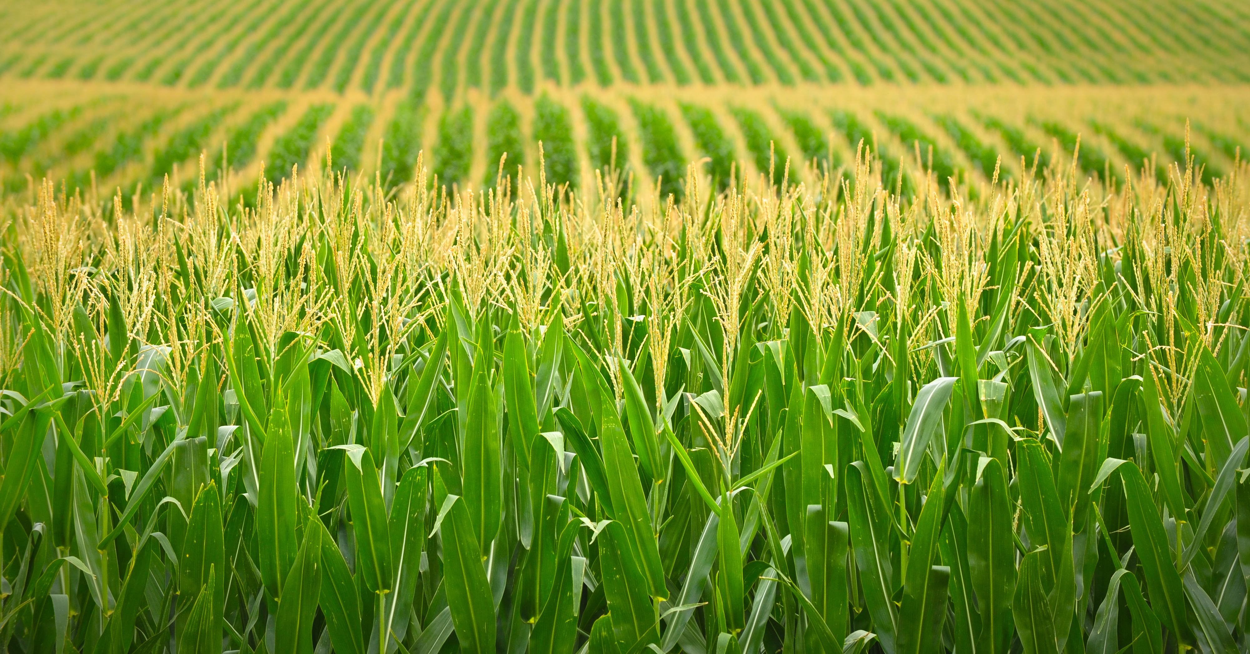 Caractéristiques de couverture contre l’inflation des terres agricoles