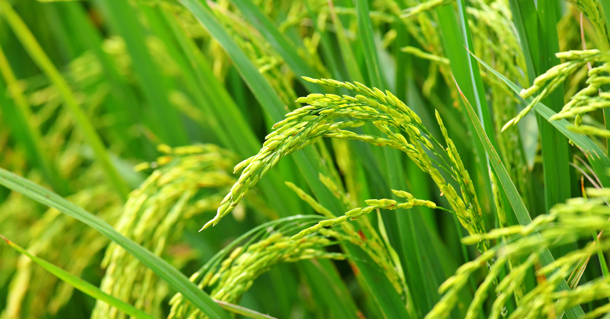 Pourquoi l’agriculture aujourd’hui?