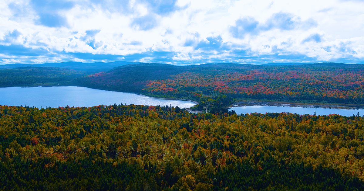 Enjoy the serene landscape showcasing a vibrant green forest, majestic mountains, a clear blue sky with fluffy clouds, and a tranquil lake.
