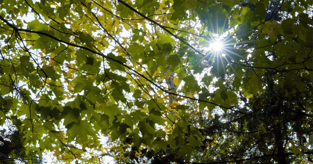 Experience the refreshing summer ambience with the sun peeking through lush green leaves in a serene forest backdrop.