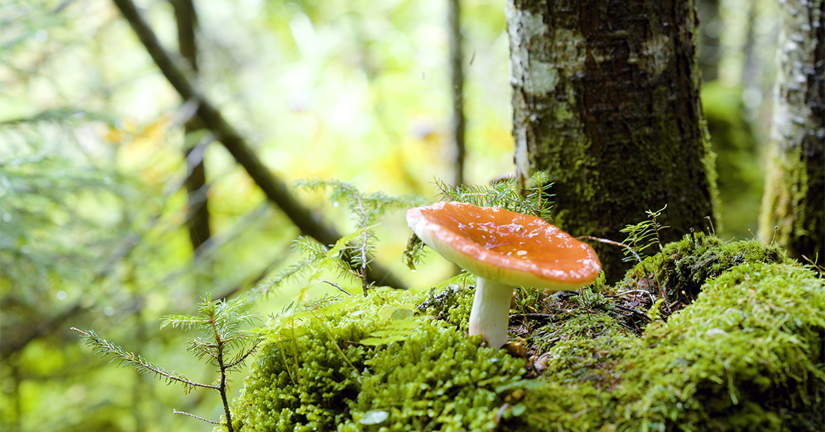 In the heart of the autumn forest, a vibrant red toadstool mushroom stands out against the green grass.