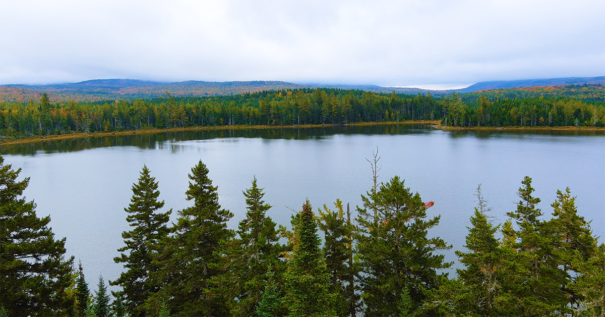 This serene landscape showcases a pristine river winding through a lush green forest, reflecting the vibrant blue sky.