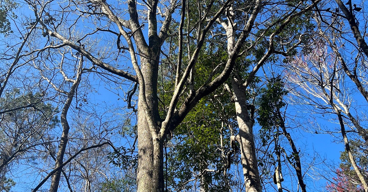 The vivid blue sky perfectly complements the lush greenery of the forest, showcasing nature's palette in the various trees and branches.