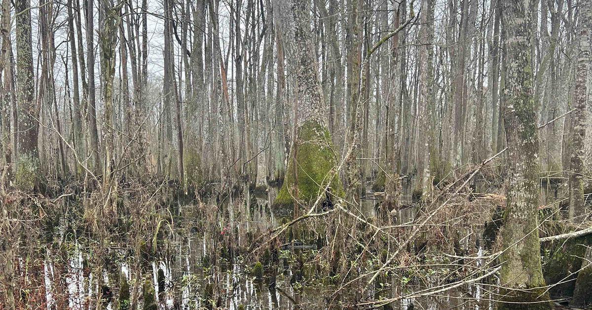 Experience the serenity of nature with a tranquil landscape encompassing vibrant green forests, lush grass, sky-kissing trees, and a serene lake.