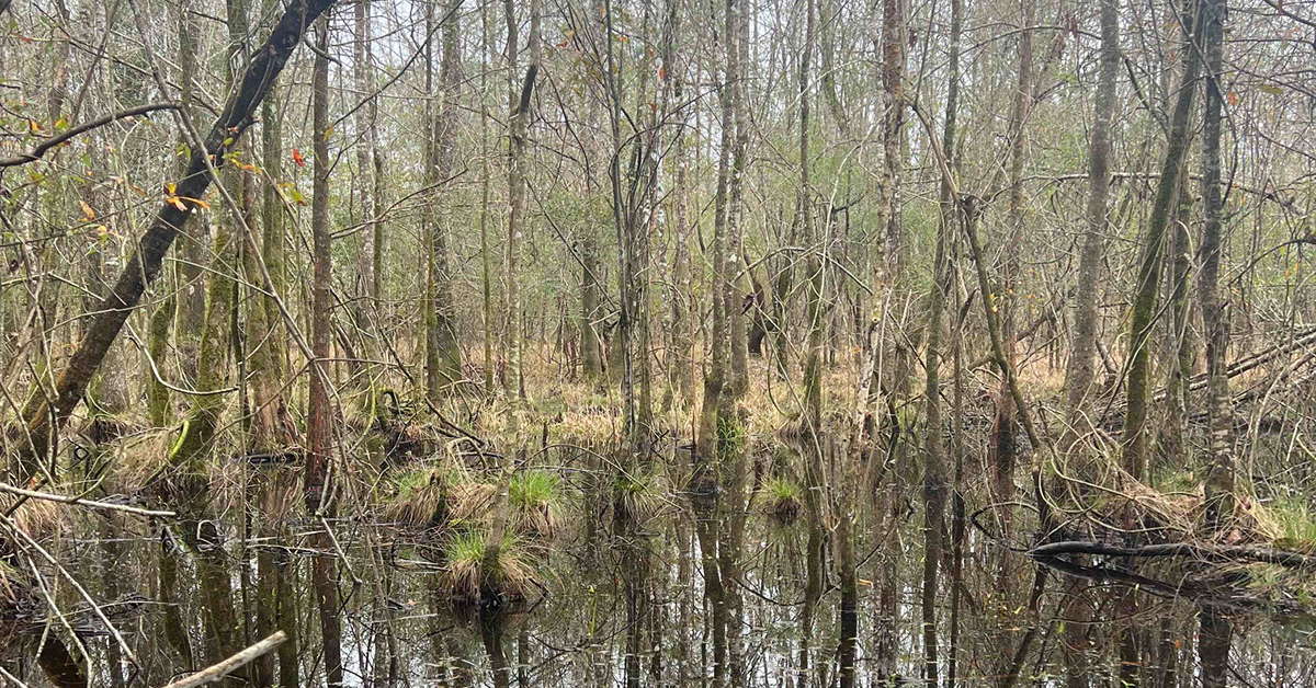 This tranquil landscape showcases a serene lake, reflecting the surrounding forest of richly diverse trees.