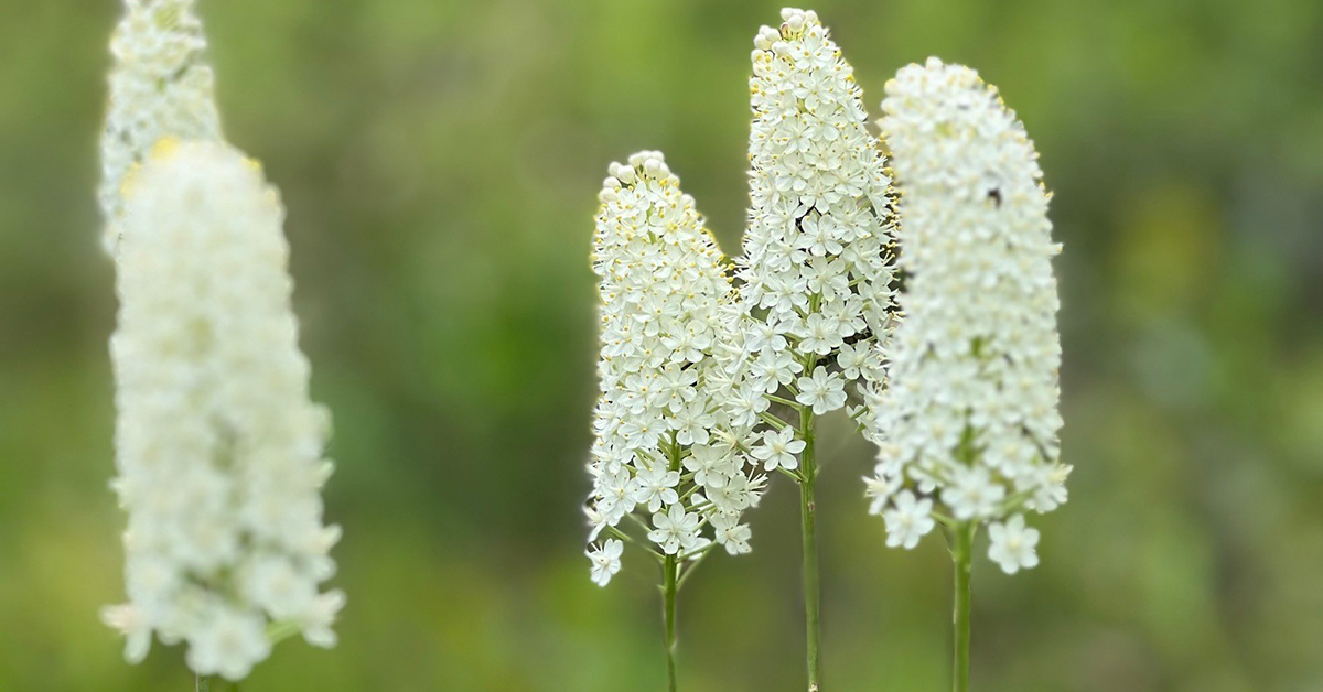 Experience the refreshing essence of summer with a vibrant fusion of blossoming white flowers and green plants in our garden.