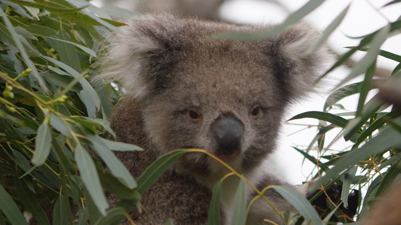 Australian wildlife features the unique marsupial, the koala bear, commonly found in eucalyptus trees in natural habitats.