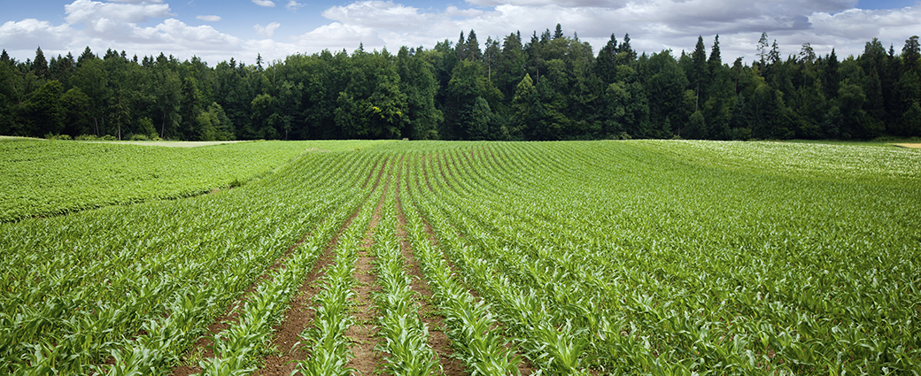 Timberland and farmland: real assets with complementary investment attributes